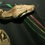 4-foot snake scares passengers on Philadelphia transit bus, Forcing Evacuation
