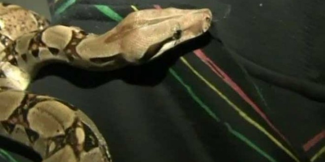 4-foot snake scares passengers on Philadelphia transit bus; Forcing Evacuation