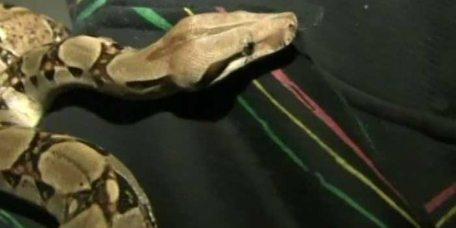 4-foot snake scares passengers on Philadelphia transit bus, Forcing Evacuation