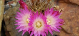 A third of cacti facing extinction, study warns