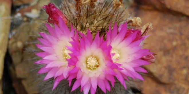 A third of cacti facing extinction “study warns”