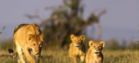 African lion populations could be cut in half by 2035, new study says