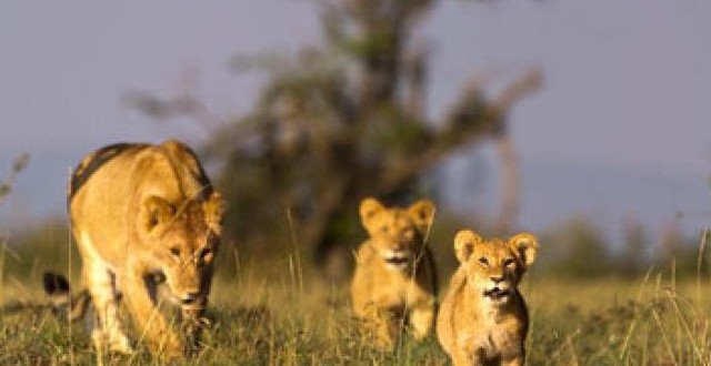 African lion populations could be cut in half by 2035; new study says