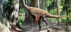 Alberta researcher finds feathers on Ornithomimus dinosaur, Report