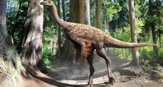 Alberta researcher finds feathers on Ornithomimus dinosaur, Report
