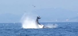 B.C. Killer whale catapults seal 25m into the air (Video)