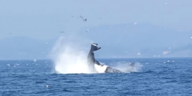 B.C. Killer whale catapults seal 25m into the air (Video)