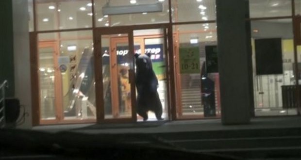 Bear Runs In and Out of Russian Mall (Video)
