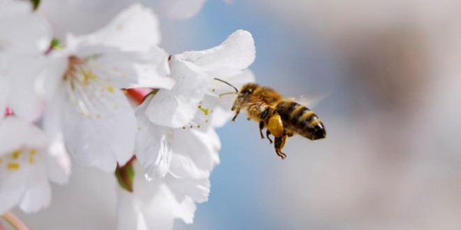 Bees get hooked on flowers' caffeine buzz, Finds Study