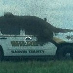 Bees swarm patrol car in Oklahoma (Video)