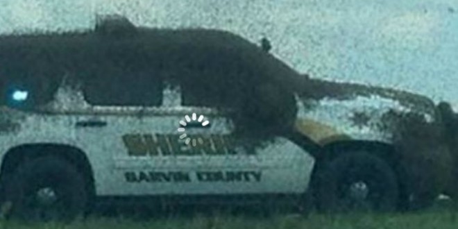 Bees swarm patrol car in Oklahoma “Video”