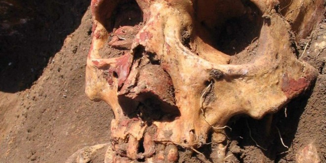 Bronze Age plague wasn't spread by fleas, DNA study shows