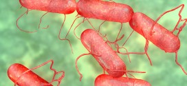 Canadian Salmonella Outbreak Sends 34 To Hospital In Eight Provinces