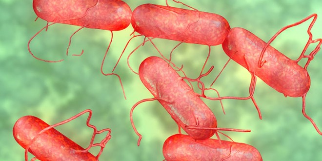 Canadian Salmonella Outbreak Sends 34 To Hospital In Eight Provinces