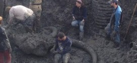 Chelsea: Farmer finds woolly mammoth bones in Michigan field