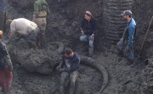 Chelsea: Farmer finds woolly mammoth bones in Michigan field “Video”