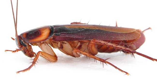 Cockroach Infestation Force Closure of Hospital Cafeteria (Video)