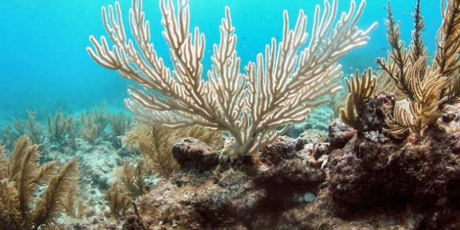 Coral bleaching hits critical point: 95pc of US reefs at risk, scientists warn