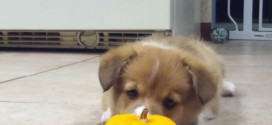 Corgi puppy cannot handle mini pumpkin (adorable video)