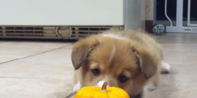 Corgi puppy cannot handle mini pumpkin “adorable video”
