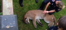 Cougar tranquilized near BC Legislature in Victoria (Video)