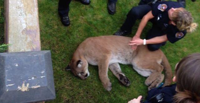 Cougar tranquilized near BC Legislature in Victoria (Video)