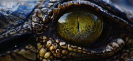 Crocodiles sleep with one eye watching, New Study Shows