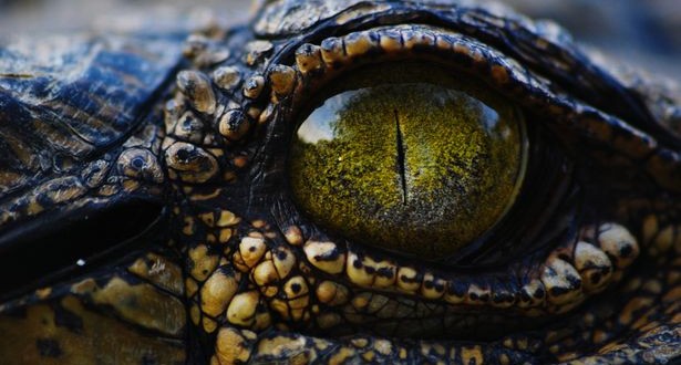 Crocodiles sleep with one eye watching; New Study Shows