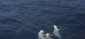 Curious swimming polar bears make Canadian scientists anxious (Video)