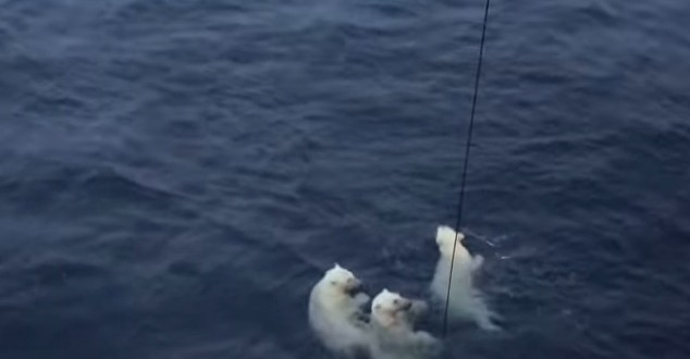 Curious swimming polar bears make Canadian scientists anxious (Video)