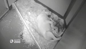 Four rare white lion cubs born at Toronto Zoo