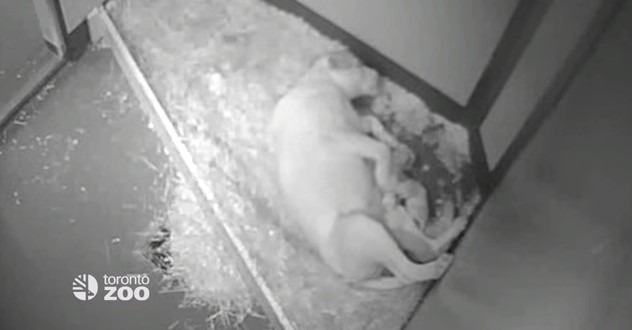 Four rare white lion cubs born at Toronto Zoo