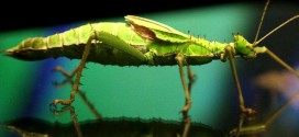 Giant bugs invade the Museum of Nature (Photo)