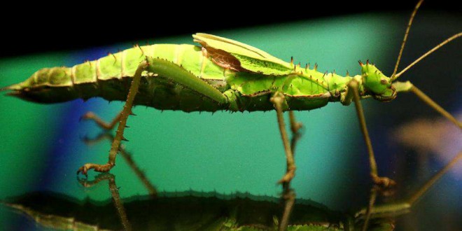 Giant bugs invade the Museum of Nature (Photo)