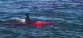 Great White Shark spotted at Alcatraz Island, preys on seal (Video)