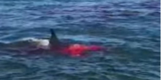 Great White Shark spotted at Alcatraz Island, preys on seal (Video)