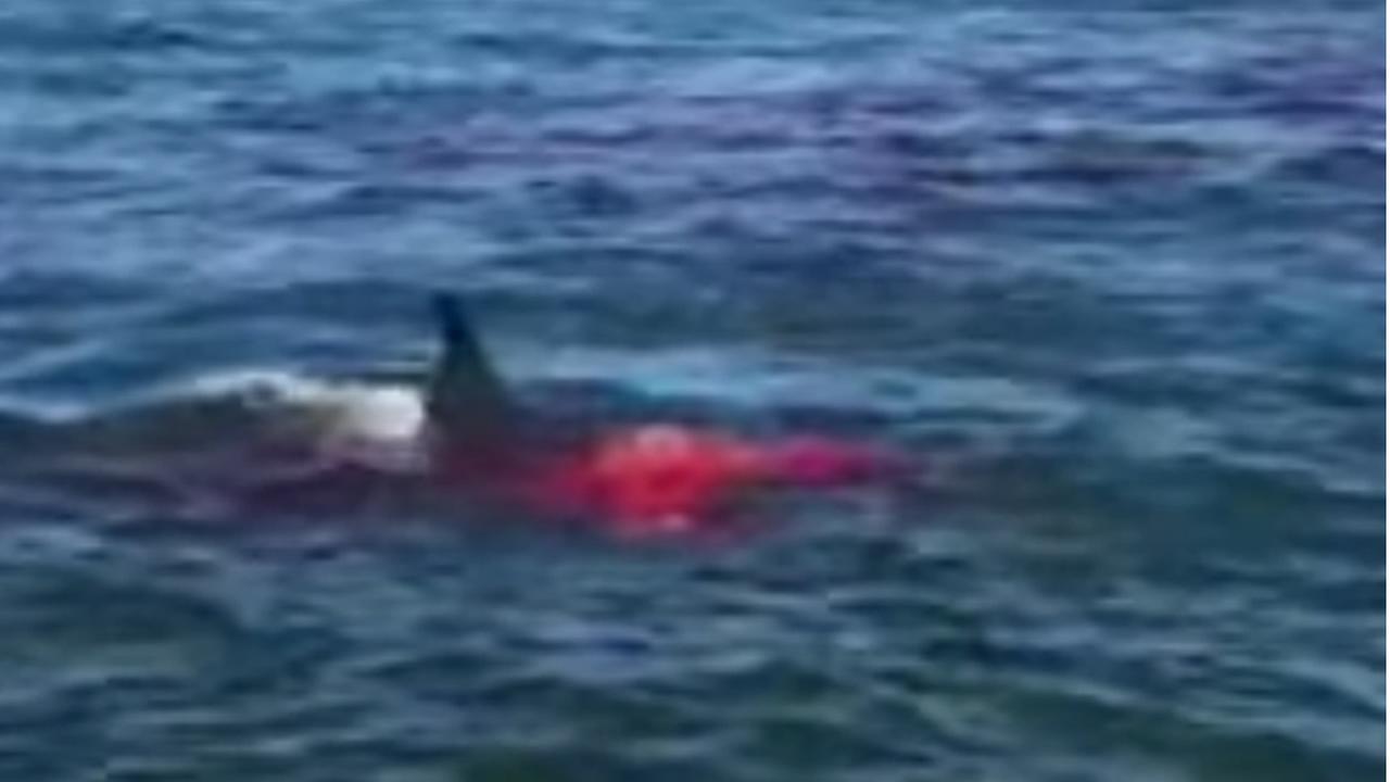 Great White Shark spotted at Alcatraz Island, preys on seal (Video