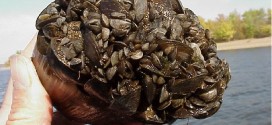 Invasive zebra mussels now in Lake Winnipeg (Video)