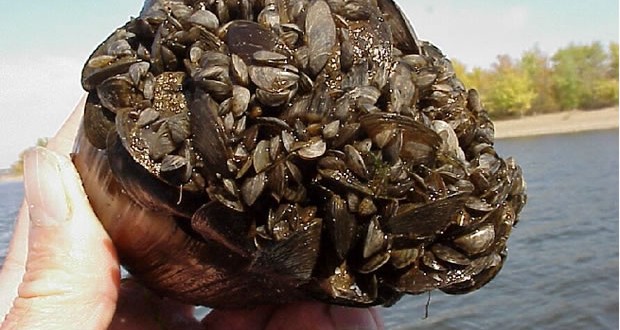 Invasive Zebra Mussels found further north in Lake Winnipeg (Video)