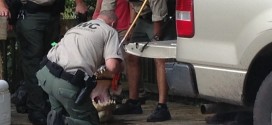 James Okkerse: Swimmer killed by alligator in Florida park