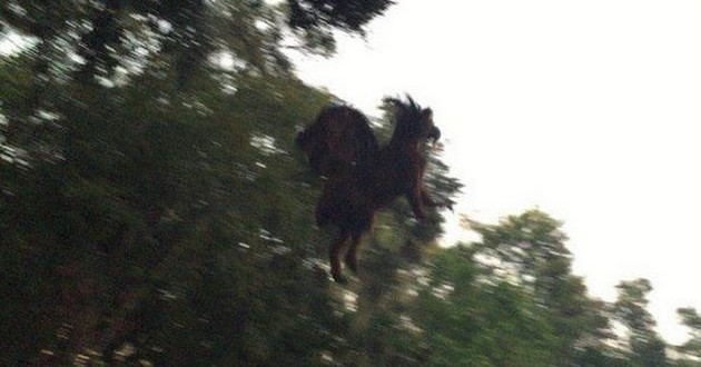 Jersey Devil Sighting: Devil Is Pictured Flying Over A Golf Course In America “Video”