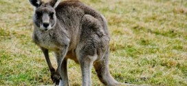 Kangaroo Roams Loose on Staten Island (Video)