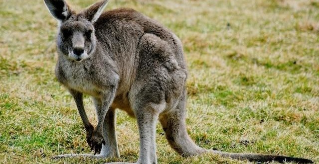 Kangaroo Roams Loose on Staten Island (Video)