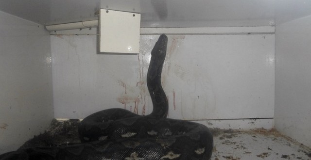 Kentucky python attacks Newport reptile shop owner “Video”