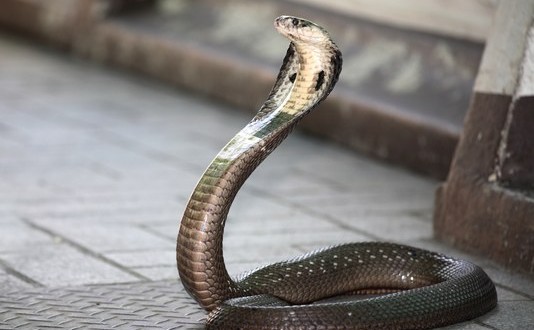 King Cobra Named Elvis Found underneath dryer in Ocoee home