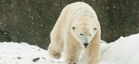 Klondike: Oldest polar bear in U.S. dies at Philadelphia Zoo
