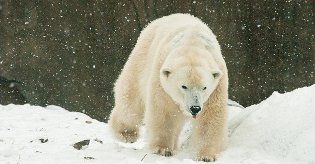 Klondike: Oldest polar bear in U.S. dies at Philadelphia Zoo