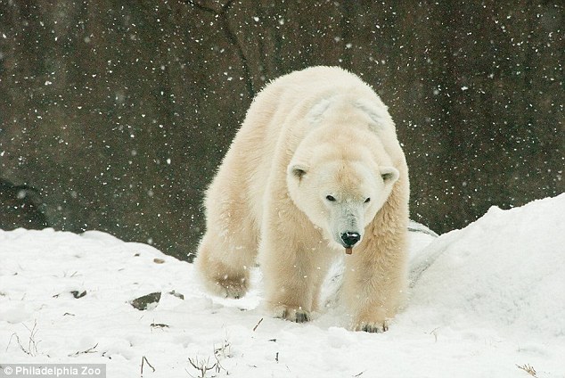 Klondike: "Oldest polar bear" in U.S. dies at Philadelphia Zoo - Canada