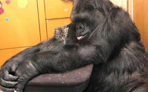 Koko the gorilla gets two new kittens (Video)