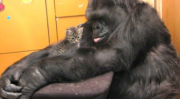 Koko the gorilla gets two new kittens (Video)